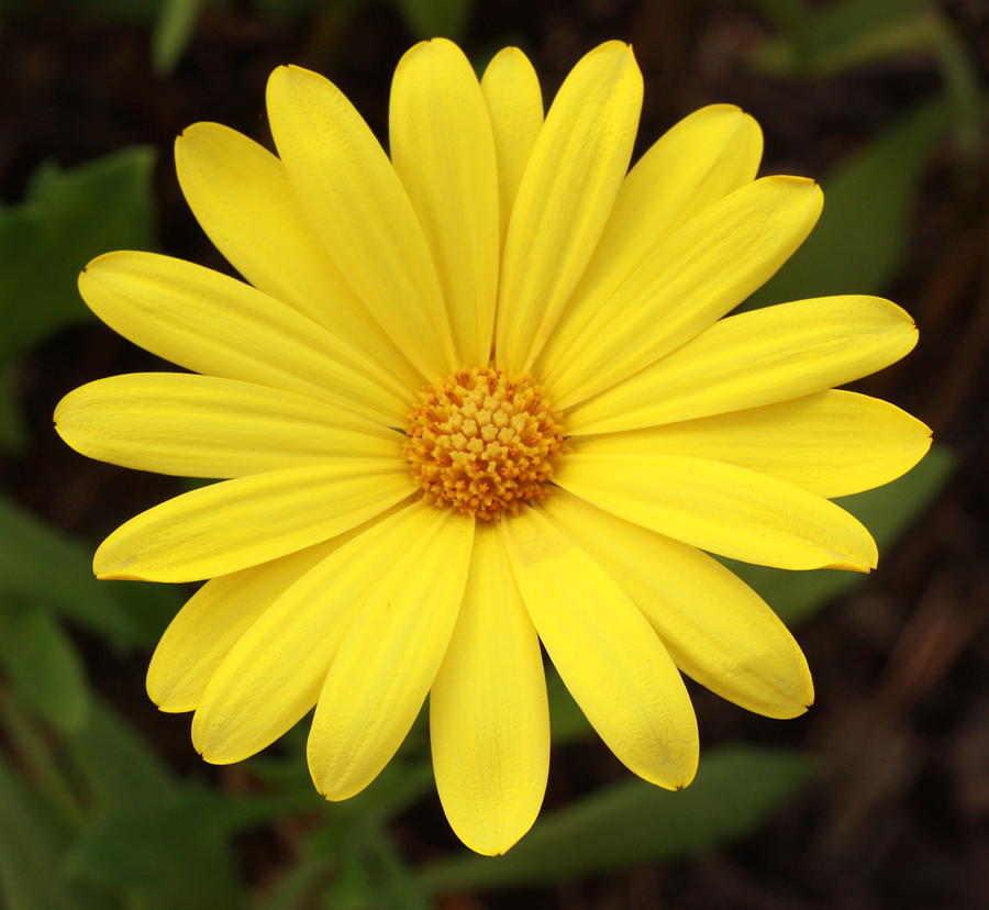 single-yellow-daisy-like-flower-up-close-kathy-laberge